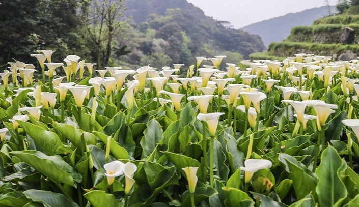 陽明山美食餐廳 陽明山美食餐廳