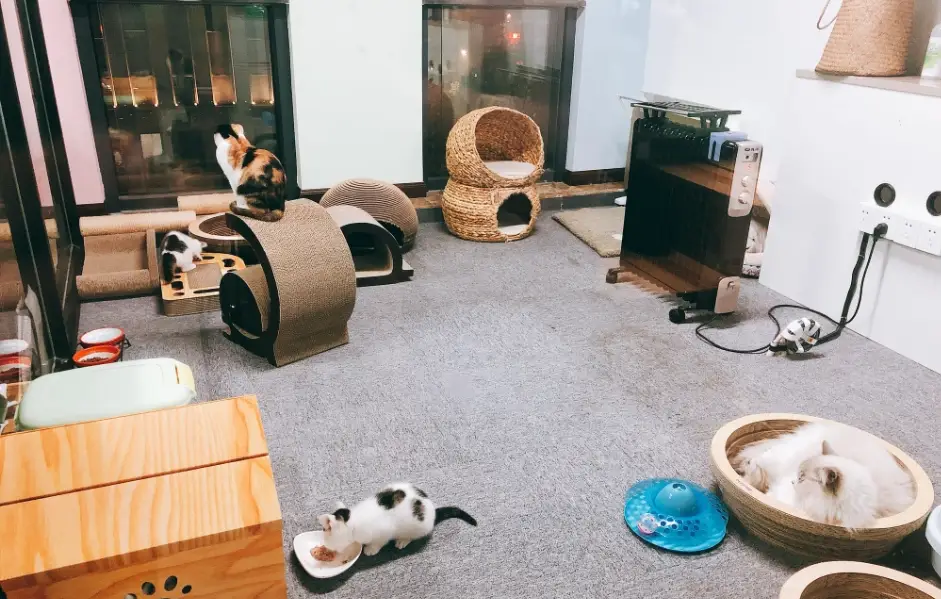 大板根森林遊樂區寵物房