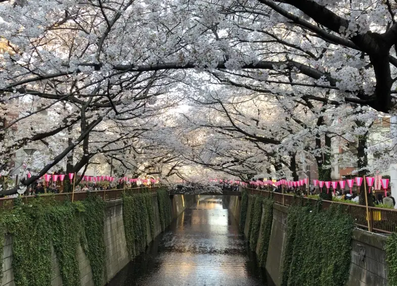 目黑川一日遊 目黑川一日遊