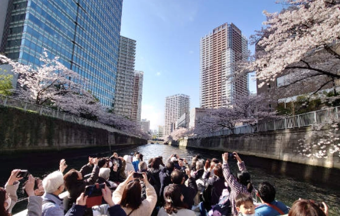 東京賞櫻船