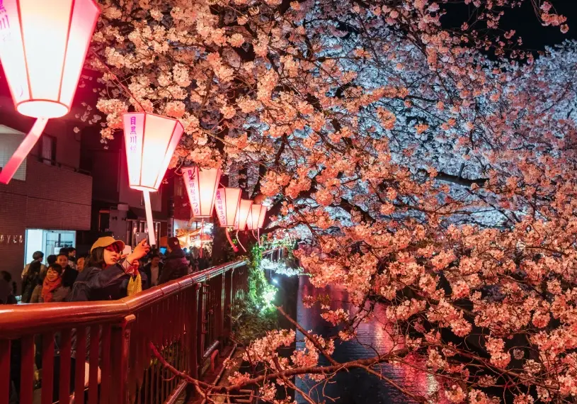 目黑川賞櫻 目黑川賞櫻