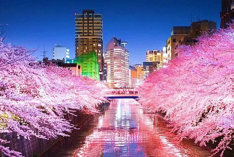 目黑川櫻花修剪