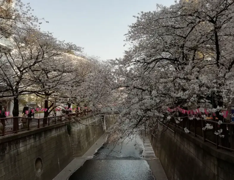 目黑川賞櫻路線