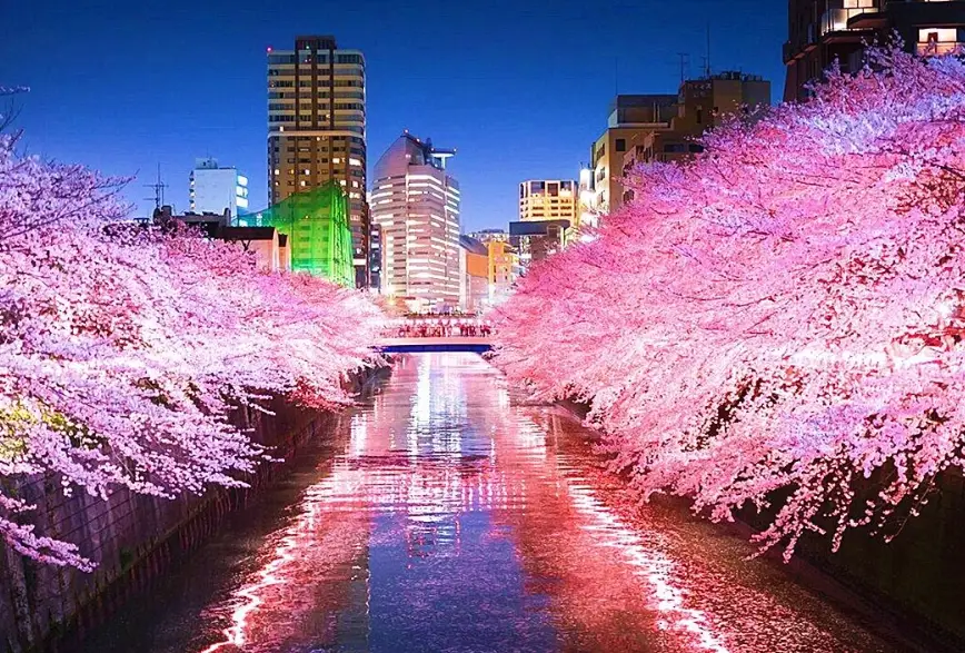 目黑川一日遊全攻略：賞櫻、美食、散步景點深度解析