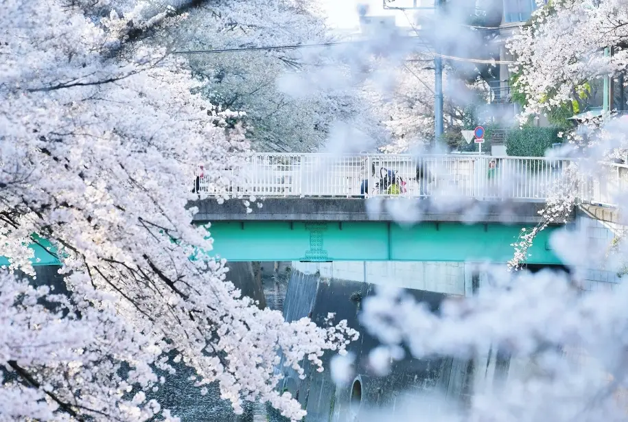 東京櫻花景點