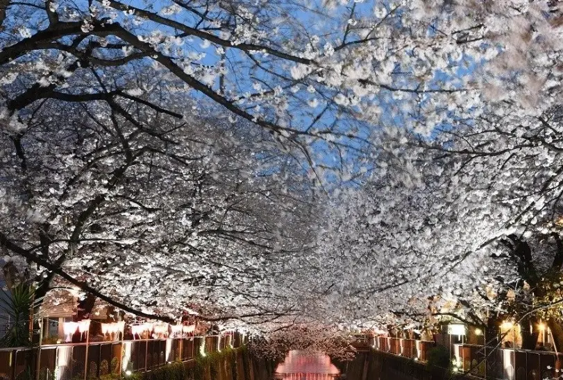 目黑川櫻花點燈時間全攻略：夜櫻絕景與實用貼士