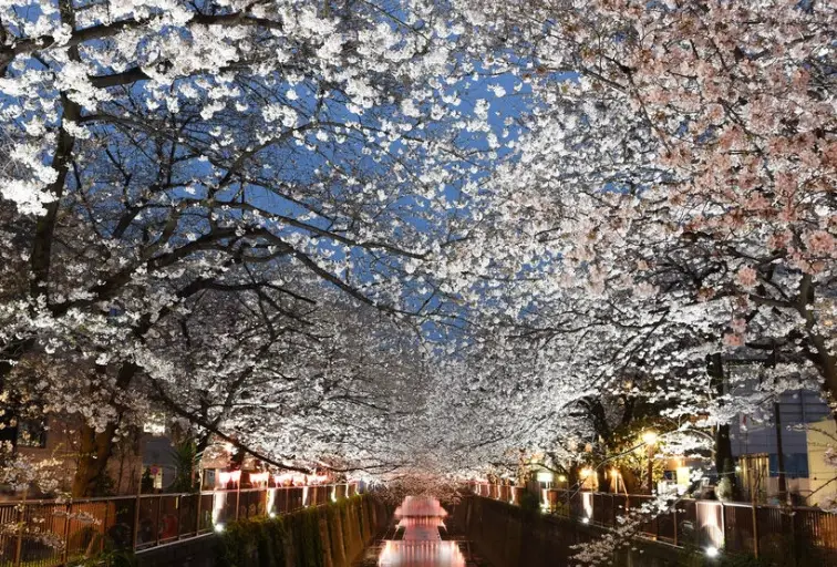 目黑川賞櫻 目黑川賞櫻