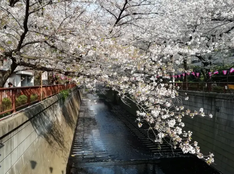 東京目黑川怎麼去