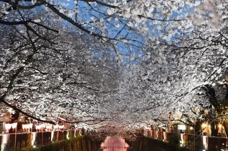 目黑川賞櫻路線