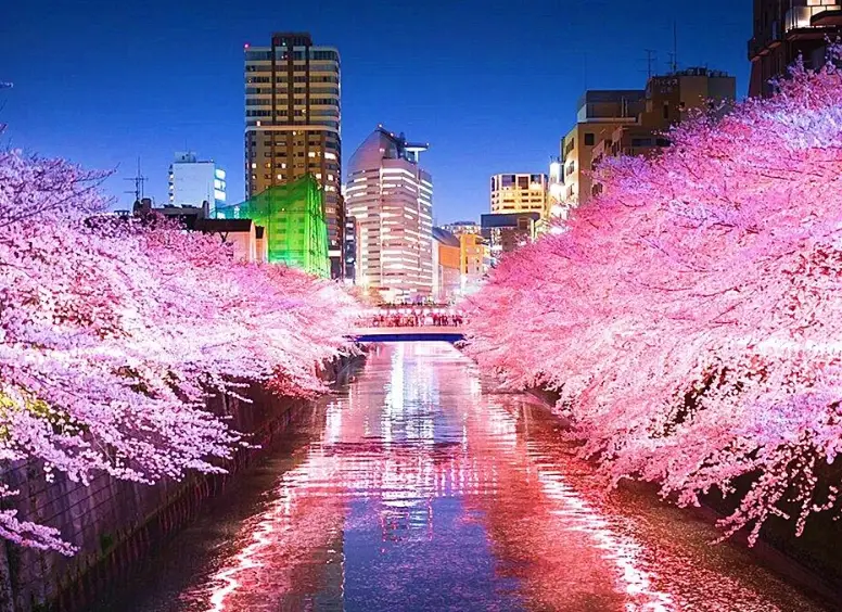 東京櫻花夜景