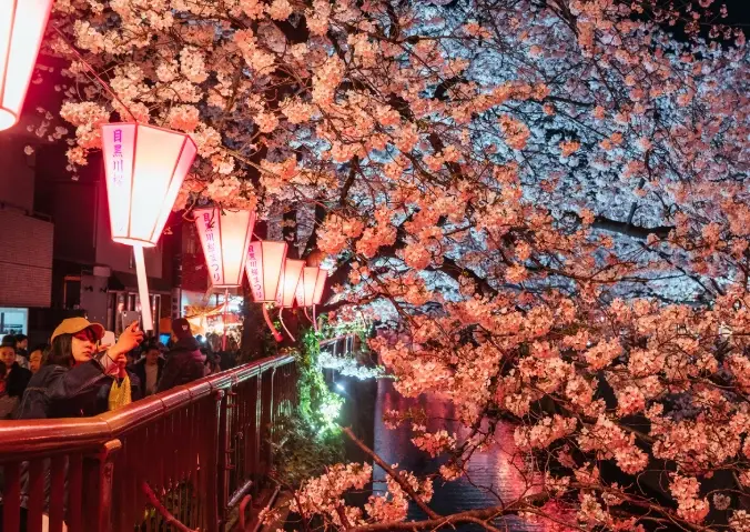 目黑川賞櫻