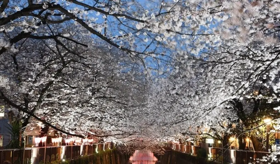 目黑川一日遊 目黑川一日遊
