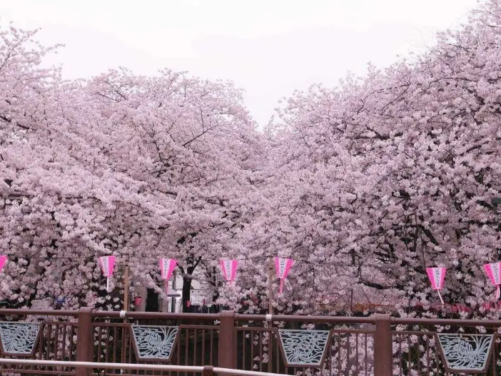 東京櫻花景點