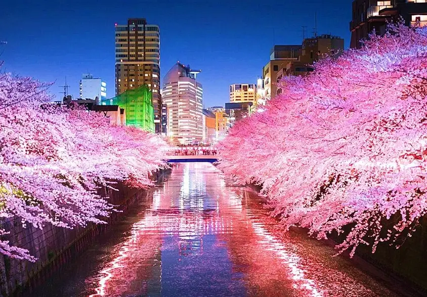 目黑川賞櫻攻略