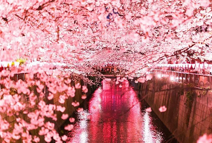 目黑川賞櫻 目黑川賞櫻