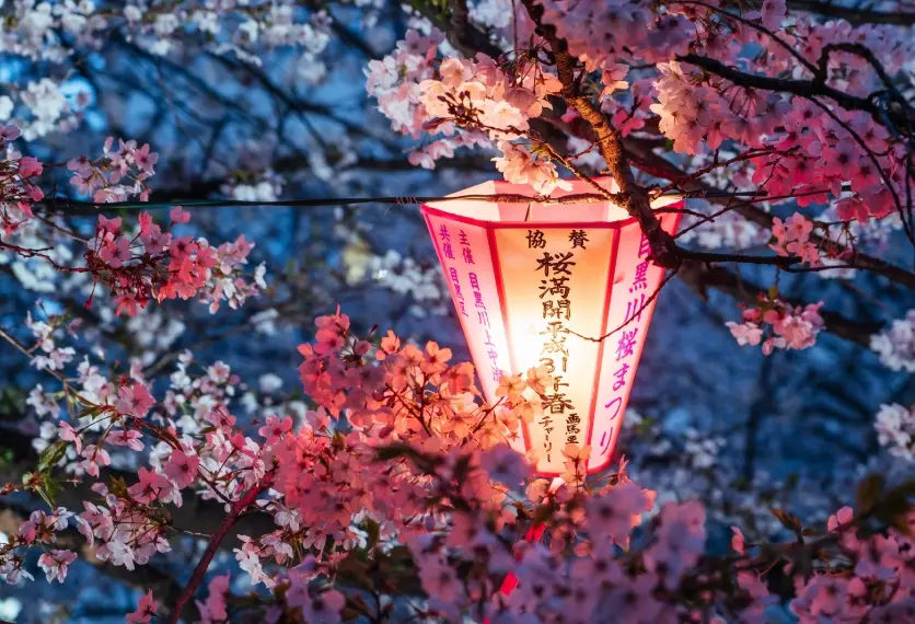 目黑川賞櫻攻略