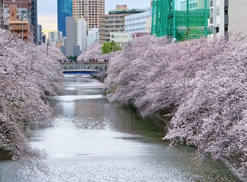 目黑川一日遊 目黑川一日遊