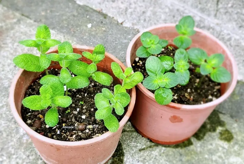室內薄荷盆栽 室內薄荷盆栽