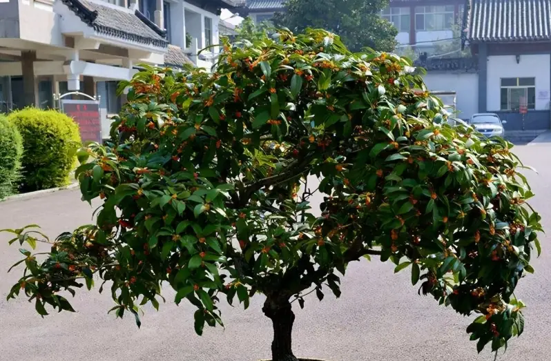 桂花不開花原因 桂花不開花原因