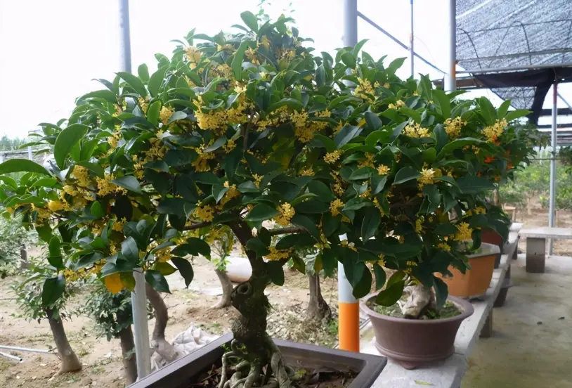 桂花盆栽照顧 桂花盆栽照顧