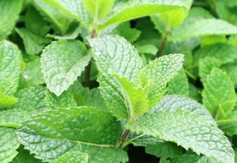 薄荷盆栽種植 薄荷盆栽種植