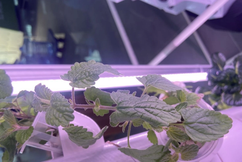 室內薄荷盆栽 室內薄荷盆栽