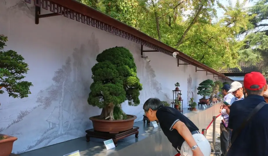 桂花盆栽澆水 桂花盆栽澆水