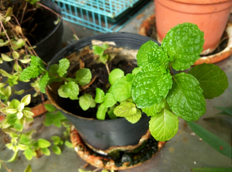 室內薄荷盆栽 室內薄荷盆栽