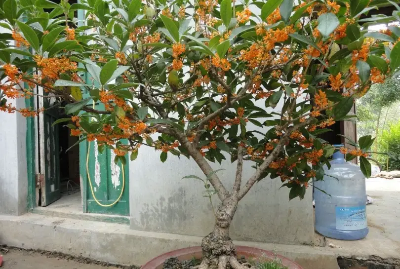 桂花盆栽澆水 桂花盆栽澆水