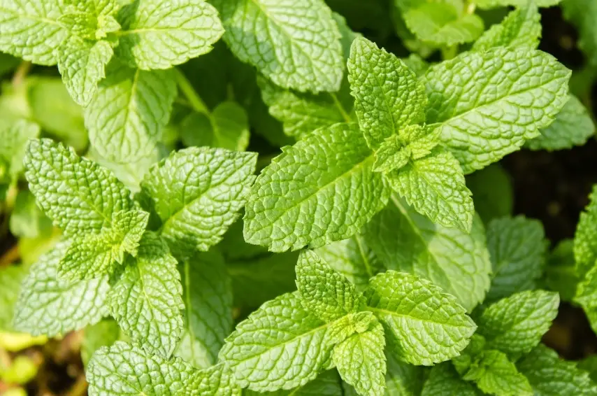 薄荷葉子發黃 薄荷葉子發黃