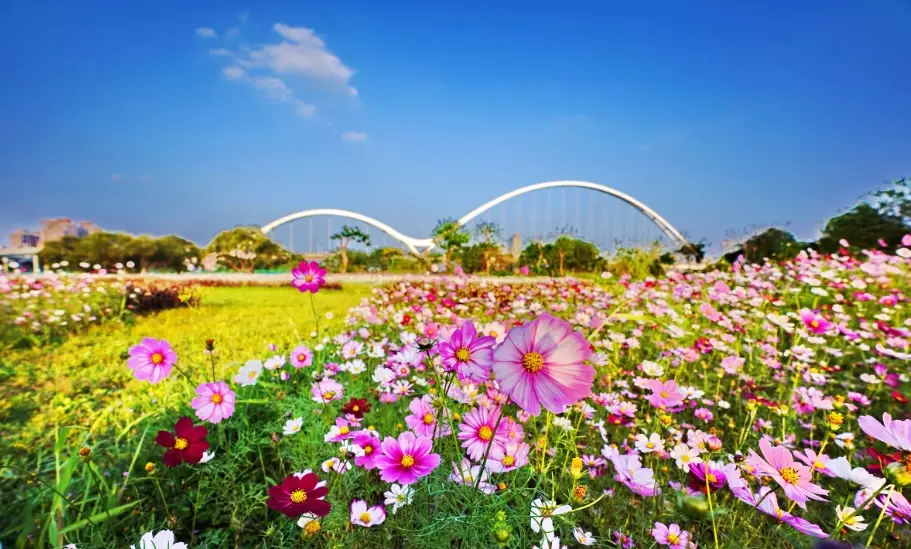桃園仙草花節 桃園仙草花節
