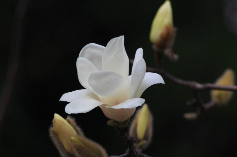 含笑花修剪 含笑花修剪