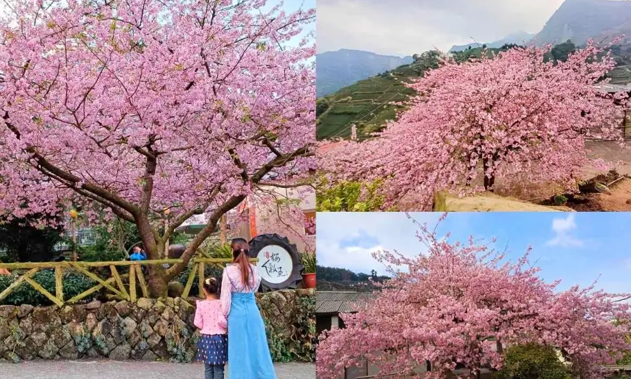 河津櫻花期 河津櫻花期