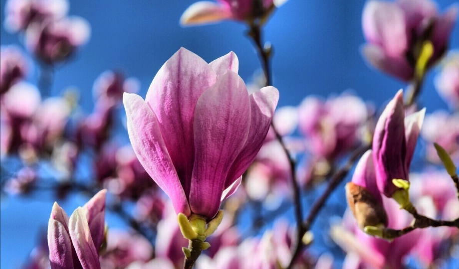 含笑花修剪 含笑花修剪