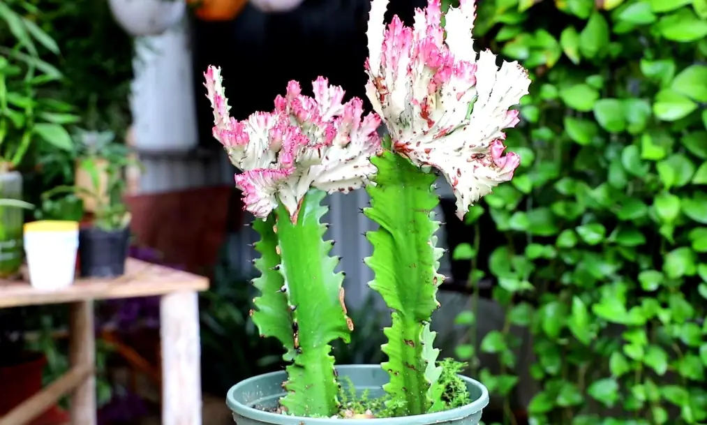 曇花怎麼處理 曇花怎麼處理