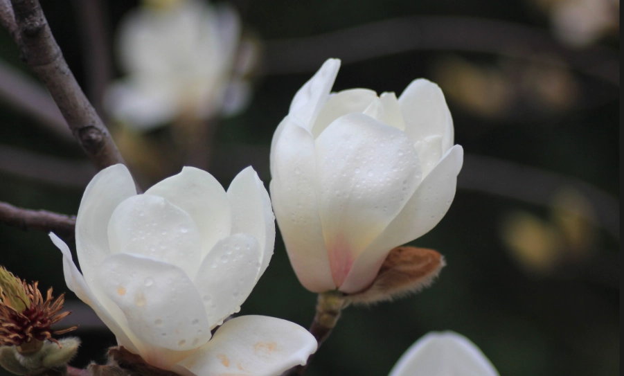 含笑花照顧 含笑花照顧
