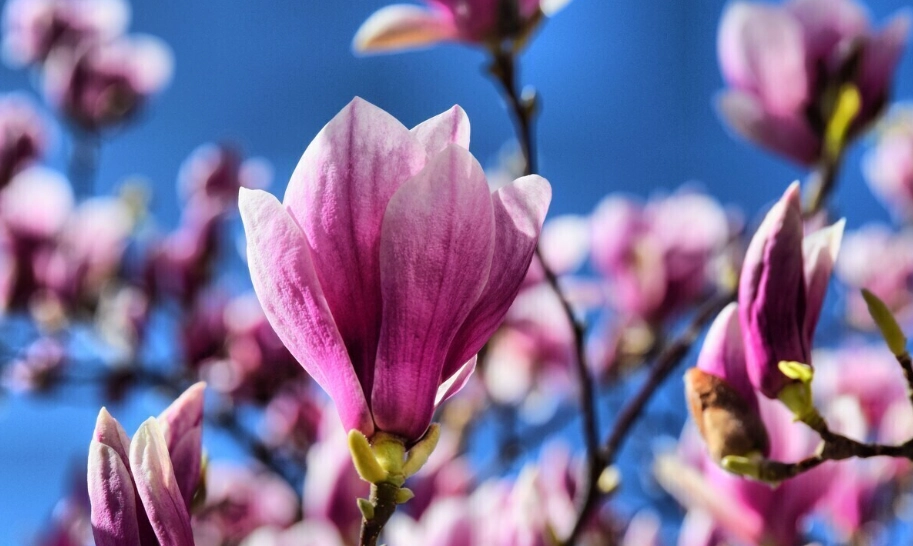 含笑花照顧 含笑花照顧