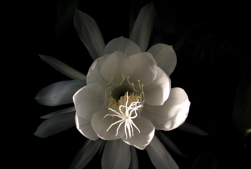 曇花怎麼處理 曇花怎麼處理