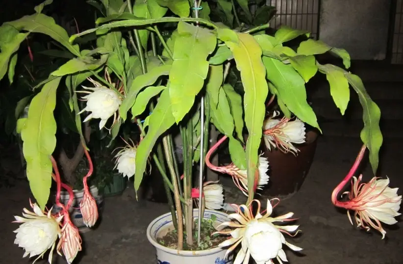曇花怎麼處理 曇花怎麼處理