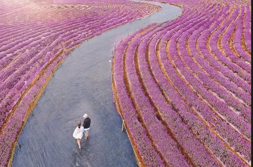 桃園仙草花節 桃園仙草花節