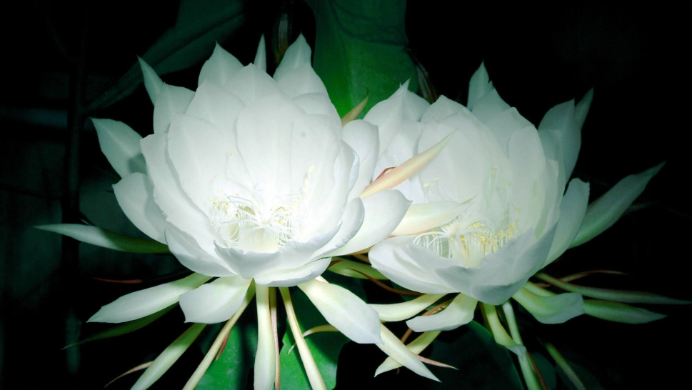 曇花怎麼處理 曇花怎麼處理