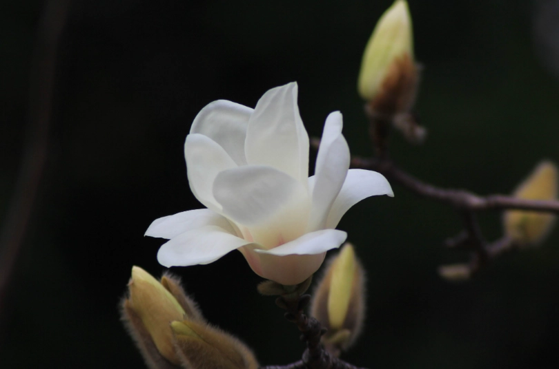含笑花照顧 含笑花照顧