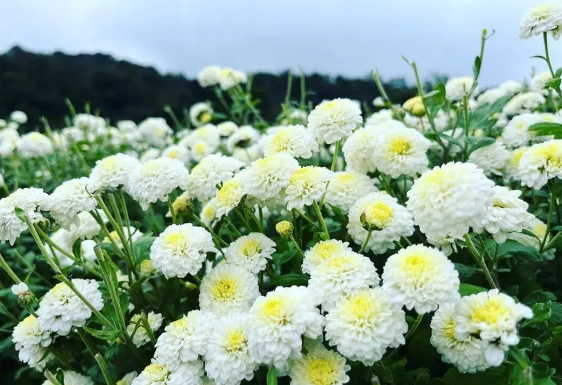 11月花季怎麼追：台灣5大秋季花海花期、交通與賞花重點