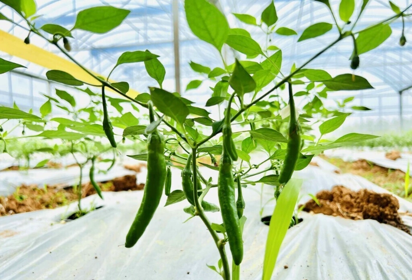 辣椒種子發芽