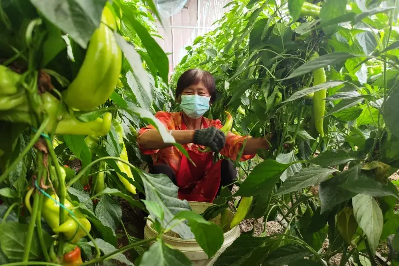 台灣辣椒種植季節 台灣辣椒種植季節