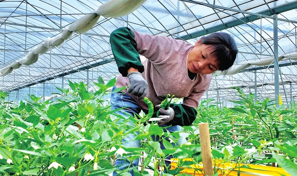 台灣辣椒種植季節 台灣辣椒種植季節