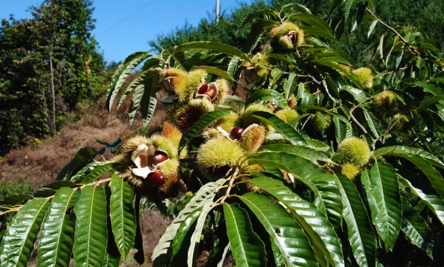 板栗種植方法