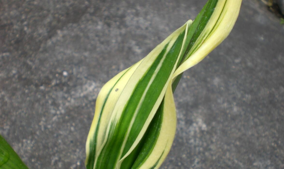 萬年青照顧