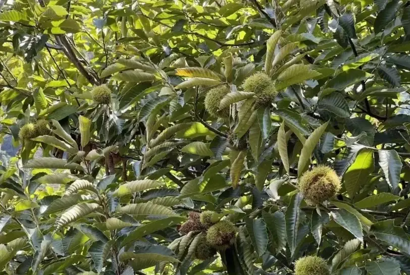 板栗種植方法