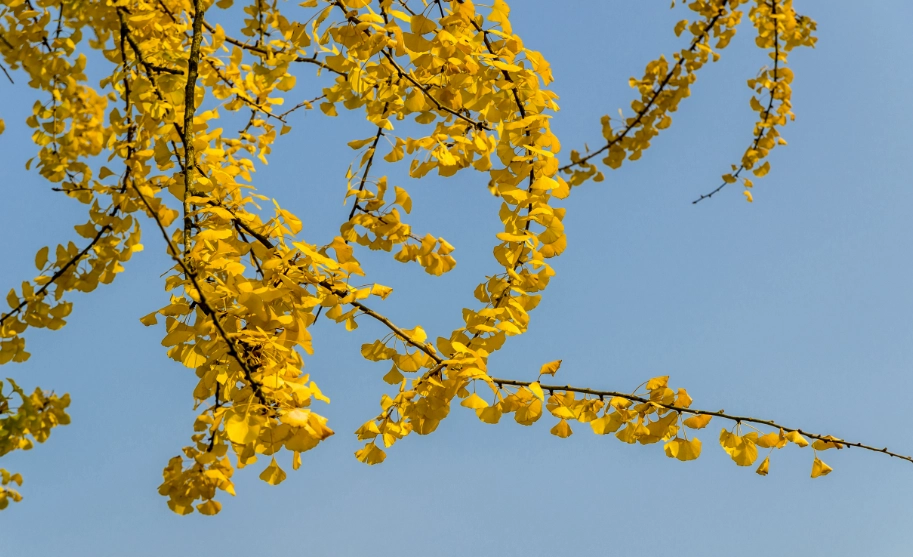銀杏開花時間